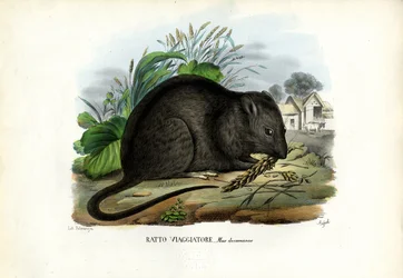Rat brun, 1863-79